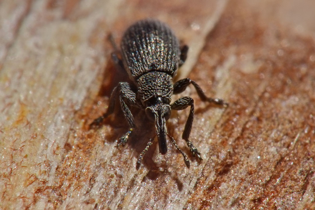 Apionidae: Betulapion simile, maschio